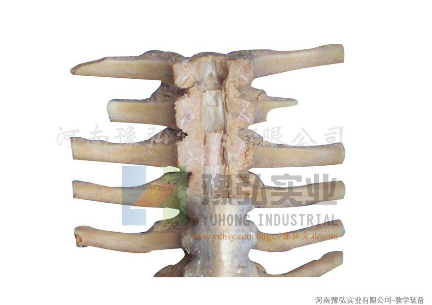 脊髓位置（示意）