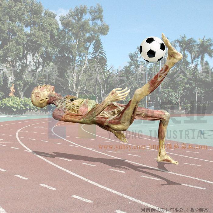 踢足球姿势塑化标本